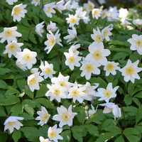 Anemone nemorosa  Photo: J. Amand